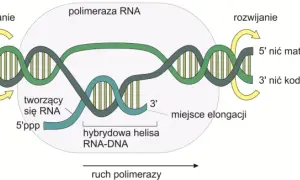 Co to jest transkrypcja w biologii i dlaczego jest tak ważna?