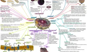 Schemat komórki eukariotycznej z zaznaczonymi organellami, w tym **mitochondriami**, które produkują energię.
