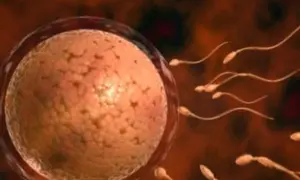 Spermatozoa zbliżają się do komórki jajowej, rozpoczynając proces zapłodnienia.