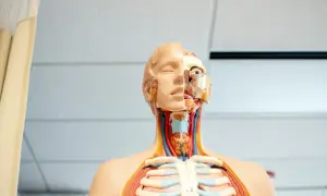 Model anatomiczny pokazuje przekrój głowy i klatki piersiowej, uwidaczniając szczegóły gardła, tchawicy i naczyń krwionośnych.