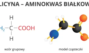 Glicyna, najprostszy z aminokwasów białkowych, przedstawiona jako wzór grupowy i model cząsteczki.