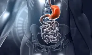 Anatomia układu pokarmowego: żołądek i jelita, w tym dwunastnica, na tle szkieletu.