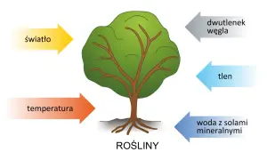 Czym zajmuje się biologia i dlaczego jest kluczowa dla życia?