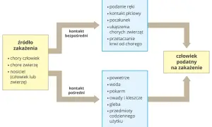 Schemat dróg przenoszenia choroby zakaźnej: źródło zakażenia (chory człowiek/zwierzę, nosiciel) prowadzi do kontaktu bezpośredniego lub pośredniego, co może skutkować zakażeniem podatnego człowieka.