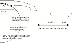 Co to jest wektor w biologii i jak zmienia genetykę organizmów?