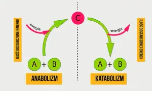 Co to jest metabolizm w biologii i jak wpływa na organizmy?