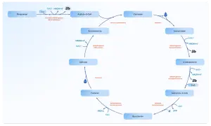 Schemat cyklu Krebsa: od pirogronianu do bursztynianu, z udziałem NAD+, NADH+H+, CO2, ATP i H2O.