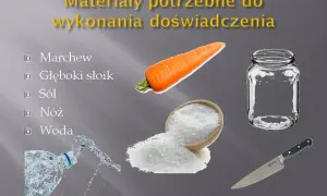 Co to osmoza w biologii? Kluczowy proces dla życia organizmów