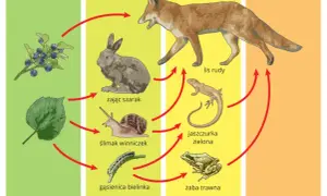 Co to jest konkurencja w biologii i jak wpływa na ekosystemy?
