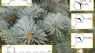 Struktury chemiczne odpowiedzialne za zapach igliwia.