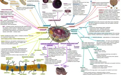 Schemat komórki eukariotycznej z zaznaczonymi organellami, w tym **mitochondriami**, które produkują energię.
