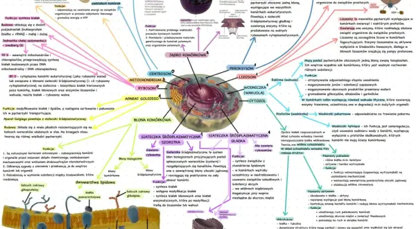 Schemat komórki eukariotycznej z zaznaczonymi organellami, w tym **mitochondriami**, które produkują energię.