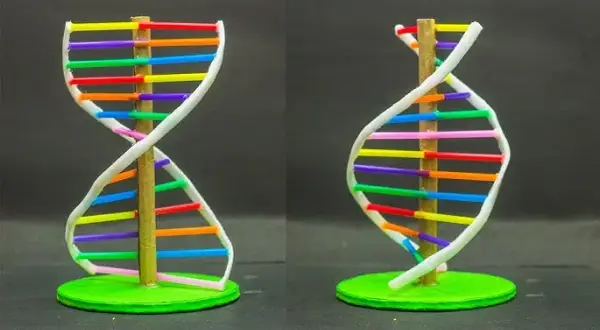 Jak zrobić DNA na biologię: proste kroki do udanego modelu
