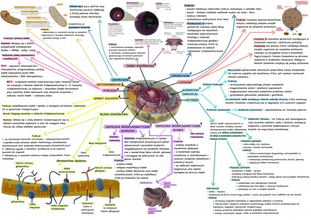 Schemat komórki eukariotycznej z zaznaczonymi organellami, w tym **mitochondriami**, które produkują energię.