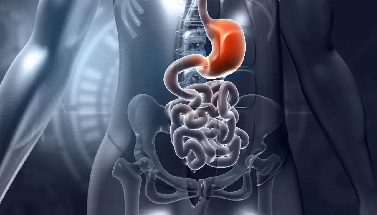 Anatomia układu pokarmowego: żołądek i jelita, w tym dwunastnica, na tle szkieletu.