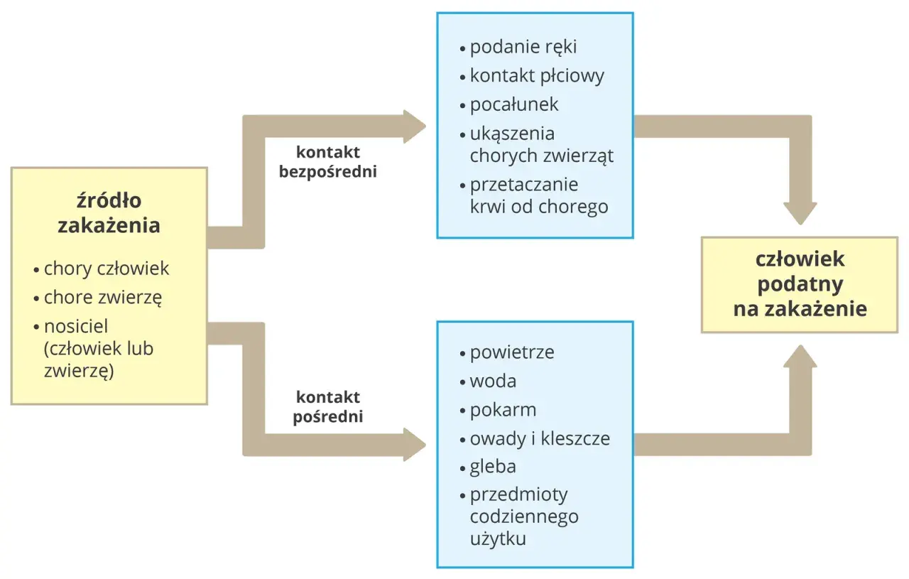 Schemat dróg przenoszenia choroby zakaźnej: źródło zakażenia (chory człowiek/zwierzę, nosiciel) prowadzi do kontaktu bezpośredniego lub pośredniego, co może skutkować zakażeniem podatnego człowieka.
