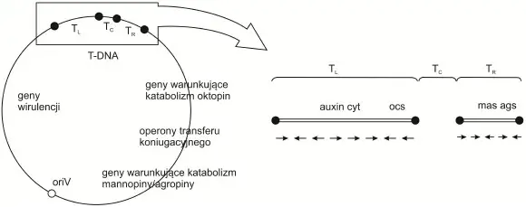 Co to jest wektor w biologii i jak zmienia genetykę organizmów?