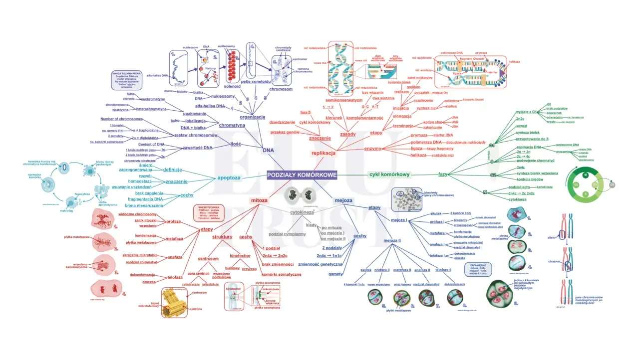 Podział komórkowy: mitoza i mejoza, cykl komórkowy, replikacja DNA, chromatyna, chromosomy, biologia.