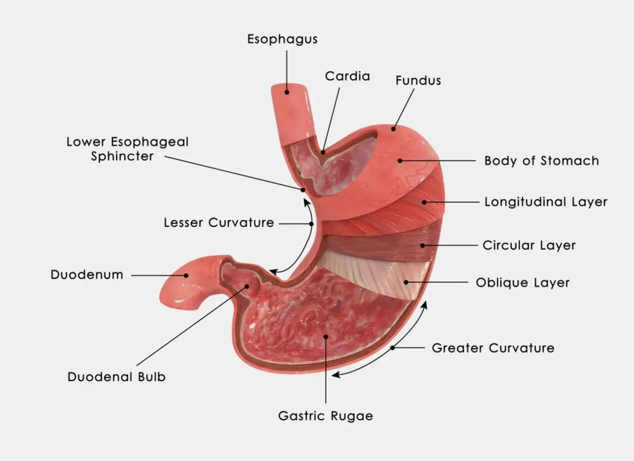 Anatomia żołądka: przełyk, wpust, dno, trzon, krzywizny, warstwy mięśniowe, dwunastnica i fałdy żołądkowe. Tutaj jest żołądek.