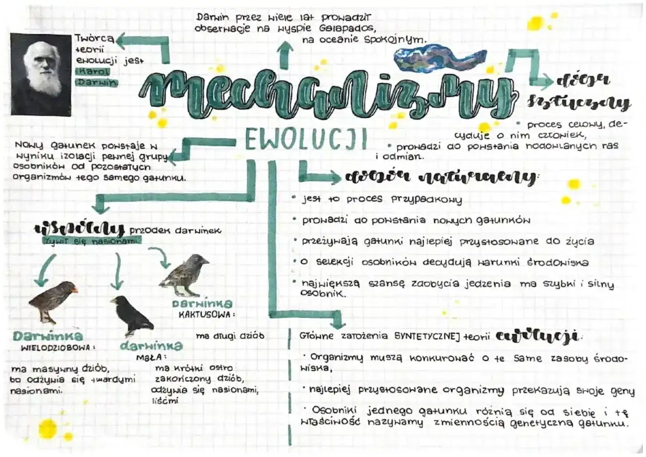 Schemat przedstawia mechanizmy ewolucji, w tym dobór naturalny i sztuczny, z przykładami dziobów darwinek.