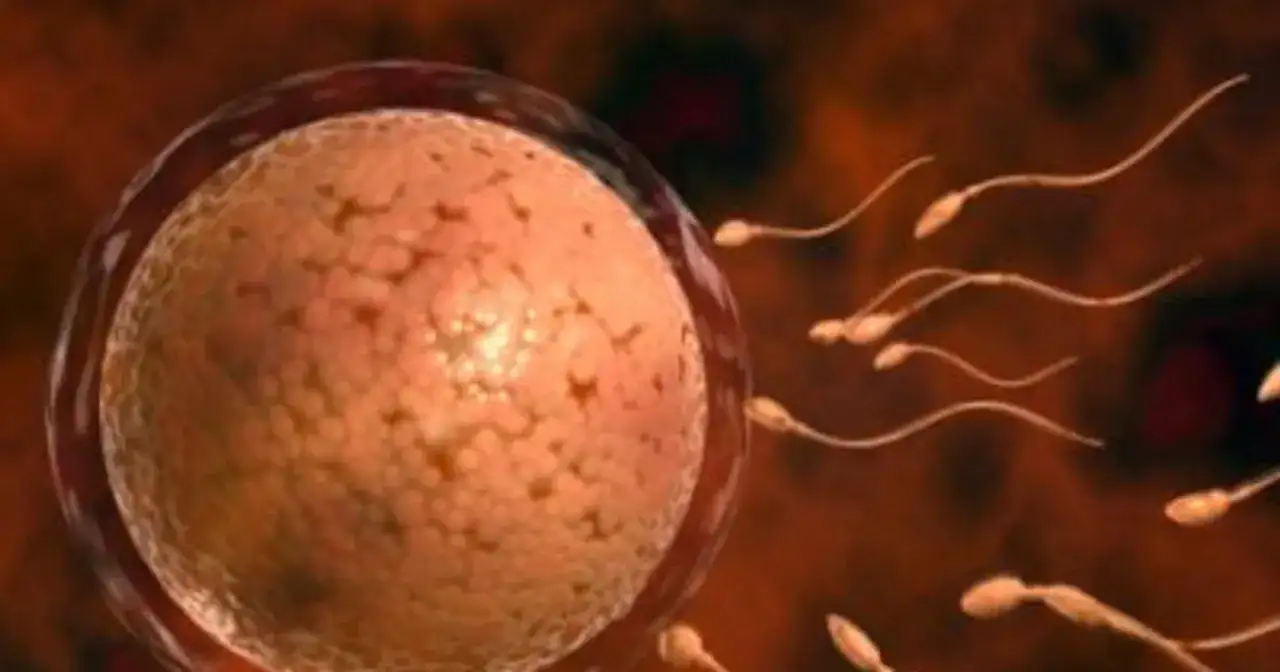 Spermatozoa zbliżają się do komórki jajowej, rozpoczynając proces zapłodnienia.