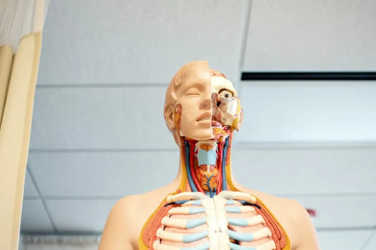 Model anatomiczny pokazuje przekrój głowy i klatki piersiowej, uwidaczniając szczegóły gardła, tchawicy i naczyń krwionośnych.