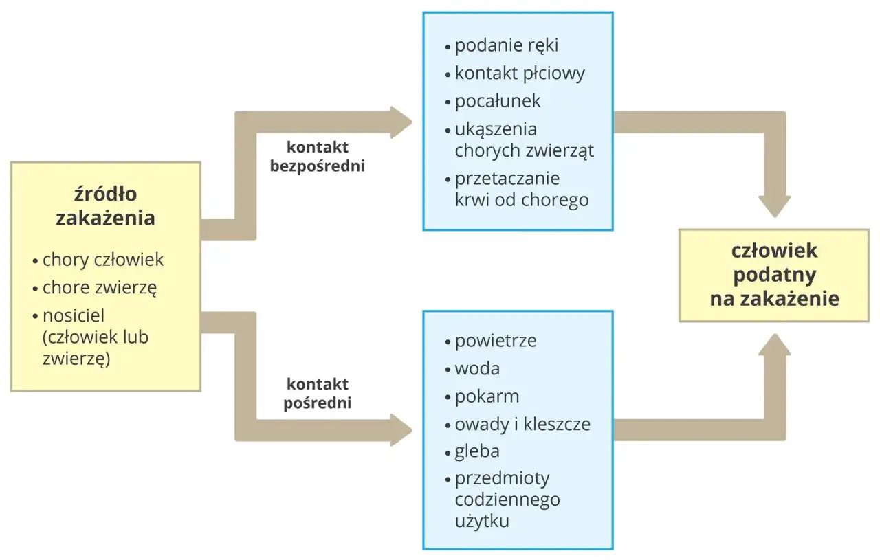 Schemat dróg przenoszenia choroby zakaźnej: źródło zakażenia (chory człowiek/zwierzę, nosiciel) prowadzi do kontaktu bezpośredniego lub pośredniego, co może skutkować zakażeniem podatnego człowieka.