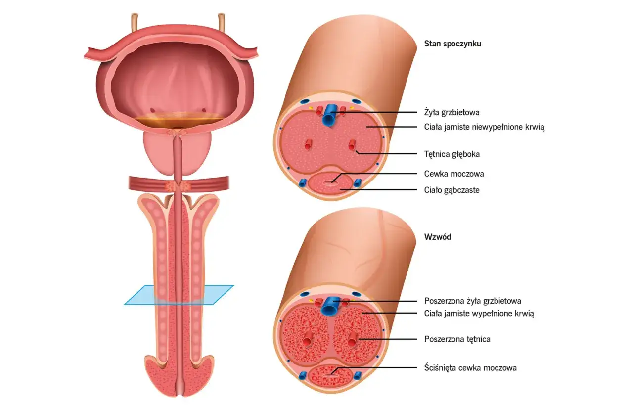 Anatomia penisa: stan spoczynku i wzwód. Obrazek wyjaśnia, co to erekcja, pokazując wypełnienie ciał jamistych krwią.