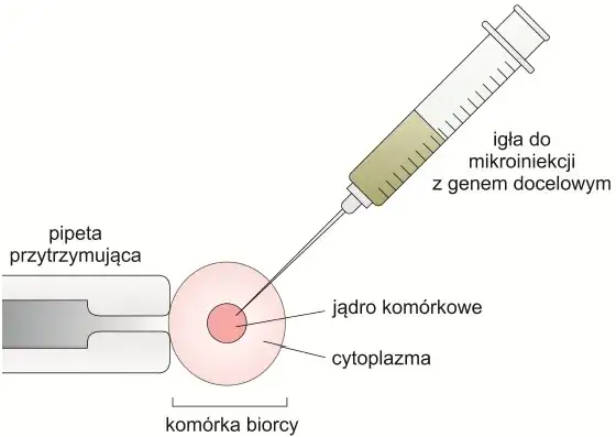 Zdjęcie Co to jest wektor w biologii i jak zmienia genetykę organizmów?