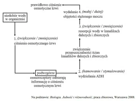 Zdjęcie Co to jest metabolizm w biologii i jak wpływa na organizmy?