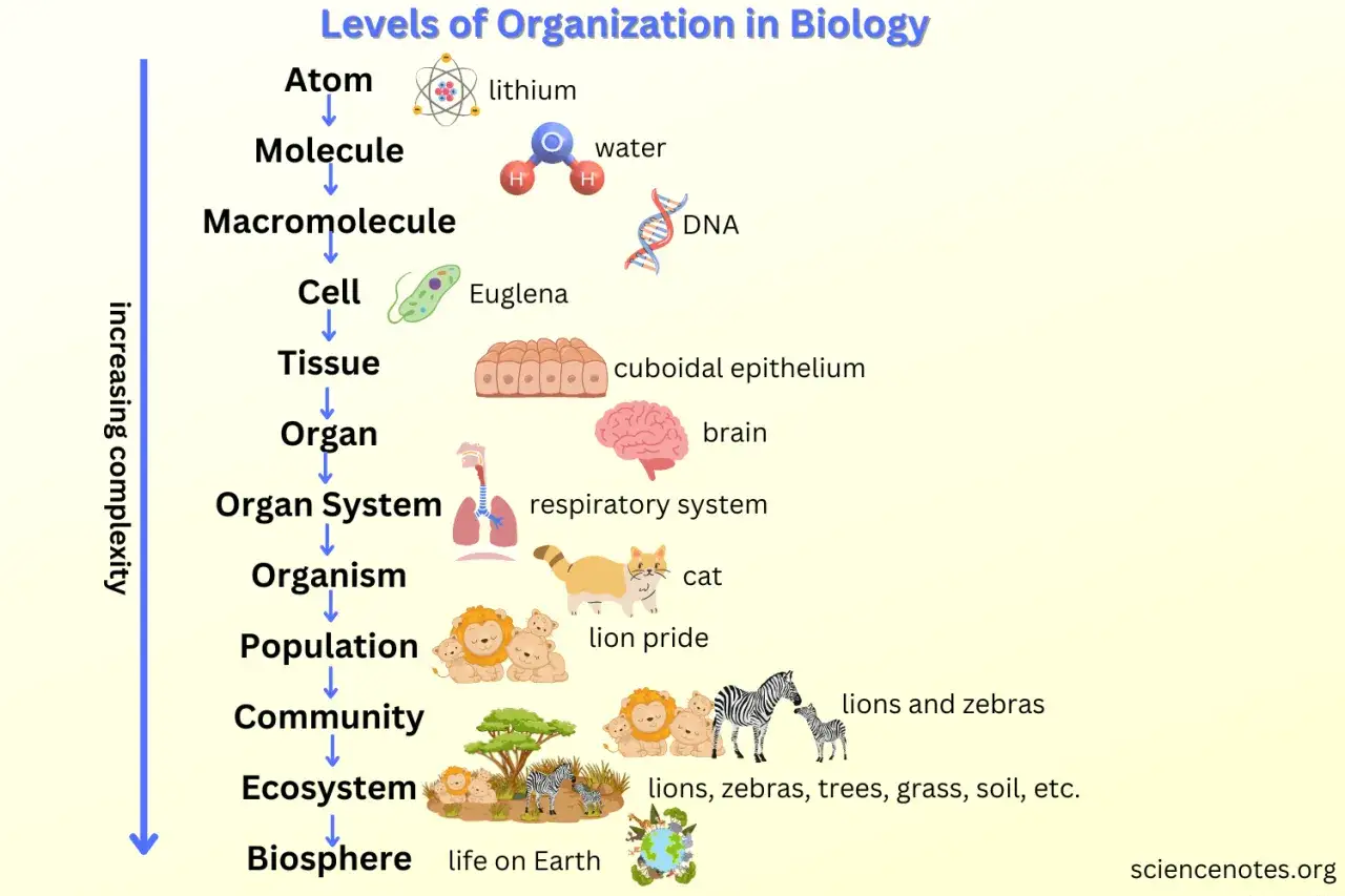 Schemat poziomów organizacji w biologii: od atomu (lit) do biosfery (życie na Ziemi), pokazujący ewolucję złożoności.