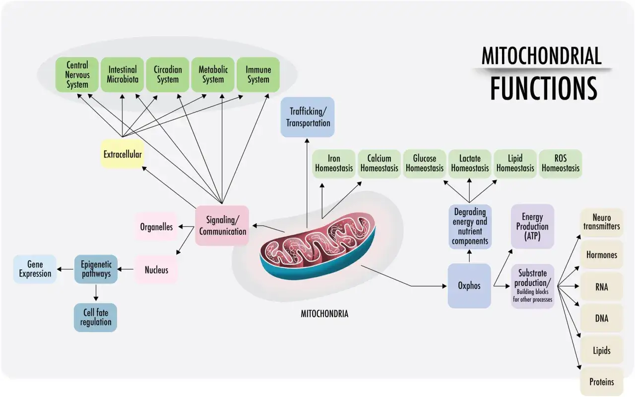 Schemat ukazuje funkcje mitochondriów, kluczowych dla homeostazy, produkcji energii (ATP) i komunikacji komórkowej.