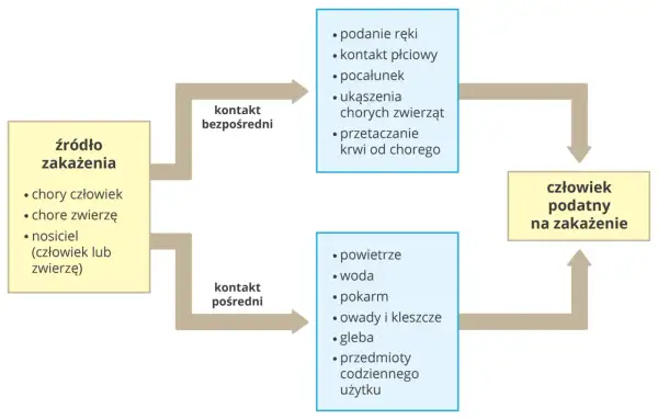 Schemat dróg przenoszenia choroby zakaźnej: źródło zakażenia (chory człowiek/zwierzę, nosiciel) prowadzi do kontaktu bezpośredniego lub pośredniego, co może skutkować zakażeniem podatnego człowieka.