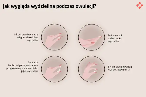Ilustracja pokazuje zmiany wydzieliny pochwowej w cyklu, w tym co to owulacja i jak wygląda wydzielina w jej trakcie – jest wtedy bardzo wilgotna i elastyczna.