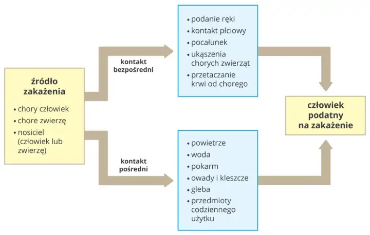 Choroba zakaźna w biologii - jak dochodzi do zakażenia?